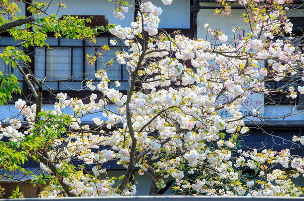 日本京都荒山樱花