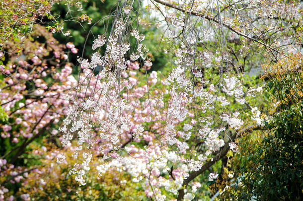日本京都荒山樱花