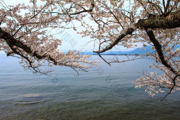 日本京都荒山樱花