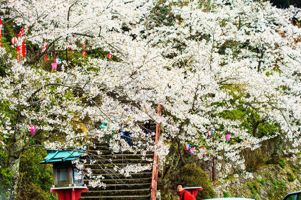 日本樱花节