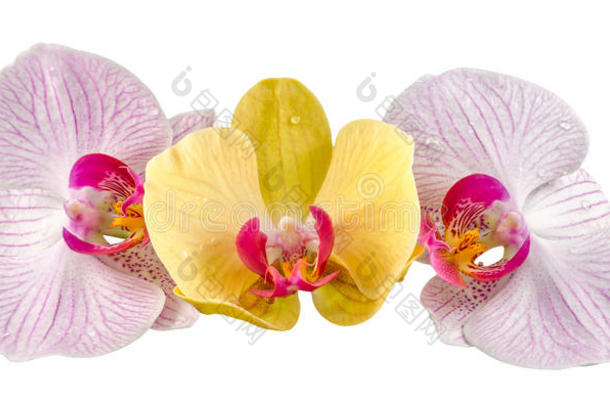 彩色兰花，淡紫色，黄色，粉红色，紫色，蝴蝶兰