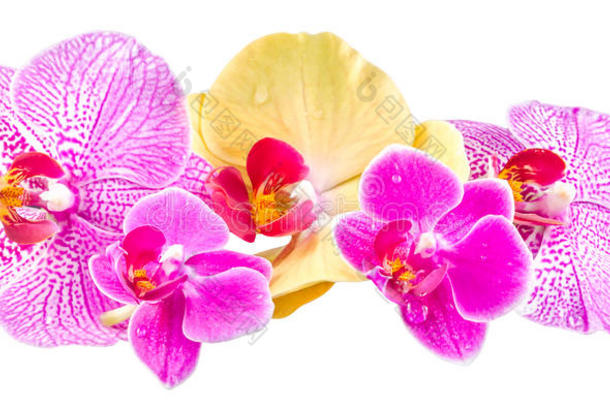 彩色兰花，淡紫色，黄色，粉红色，紫色，<strong>蝴蝶兰</strong>