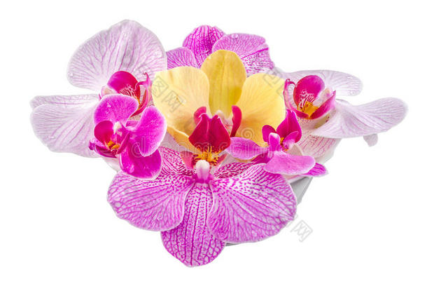 彩色兰花，淡紫色，黄色，粉红色，紫色，蝴蝶兰