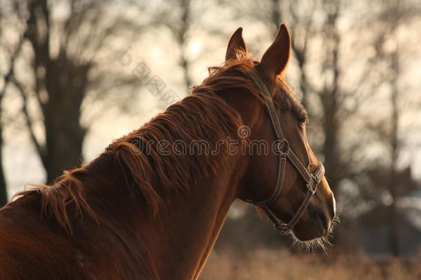 夕阳下美丽的栗色马肖像