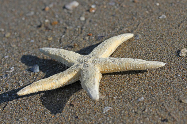 夏天2号海滩上的白色五角海星