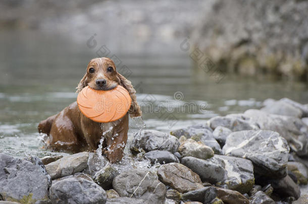 快乐狗英国<strong>可卡猎犬</strong>向你跑来