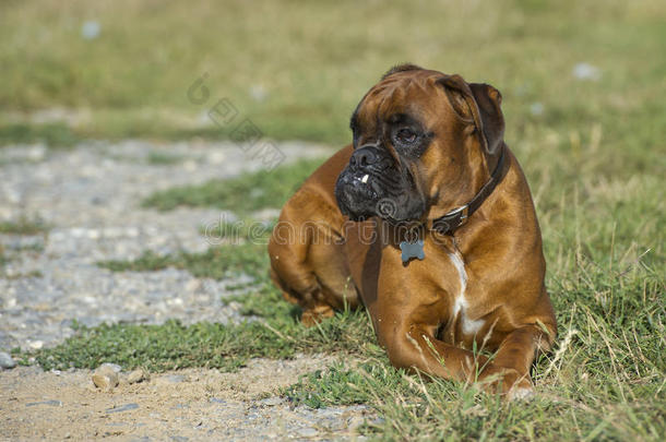 小狗拳击手小狗坐在草地上