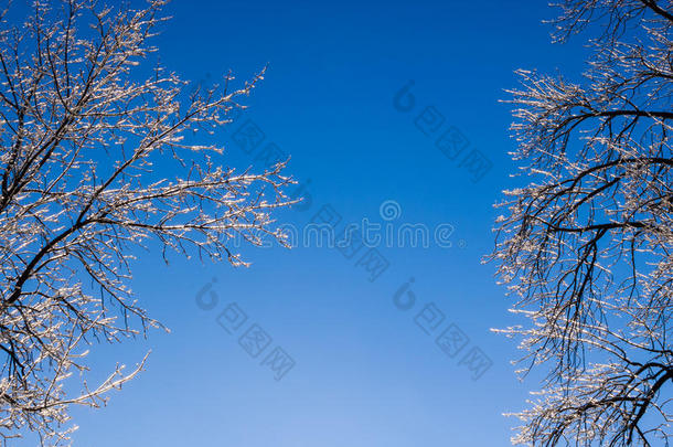 冰封<strong>的</strong>树木间<strong>湛蓝的天空</strong>。