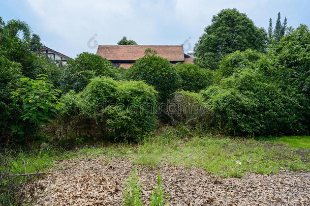 阴天夏日树林中房屋前的落叶