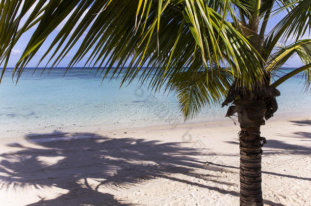 毛里求斯岛的<strong>椰树</strong>