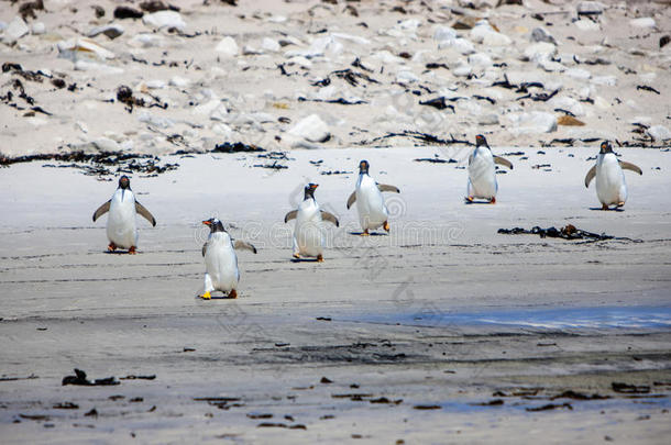海滩上有六只企鹅