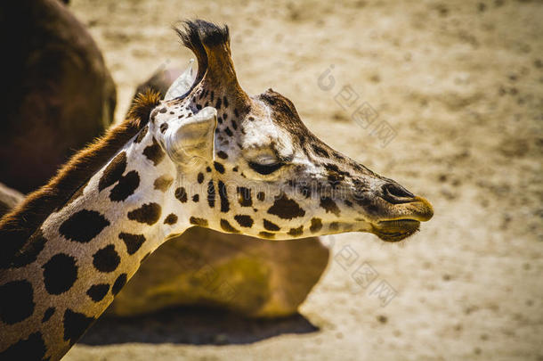 长颈鹿，动物园里美丽的长颈鹿