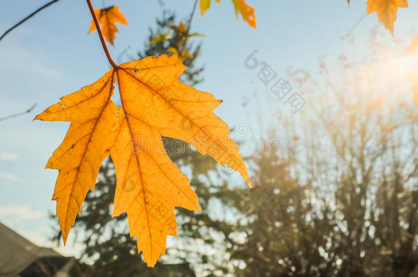 太阳照射下的黄色枫叶；背景是秋天的树枝和蓝天