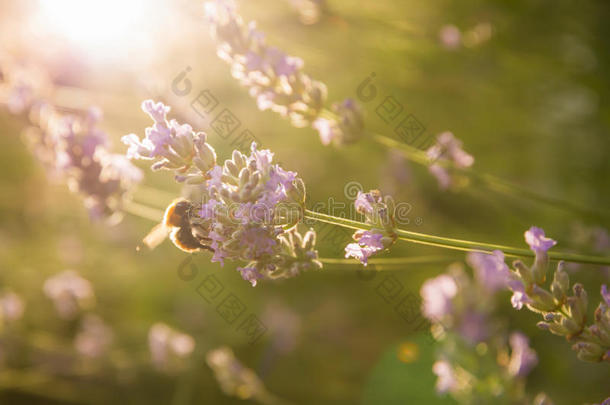 清晨阳光下薰衣草上的蜜蜂