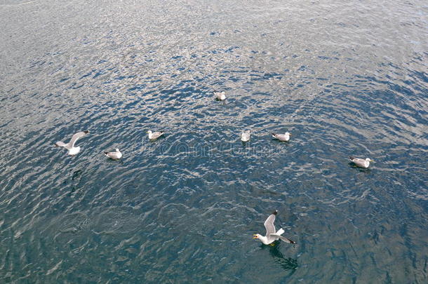 水面上的海鸥