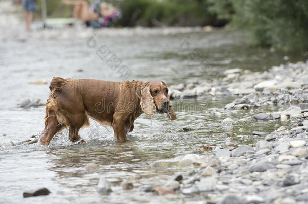 快乐狗英国可卡猎犬向你跑来