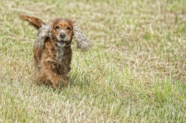 快乐狗英国<strong>可卡猎犬</strong>向你跑来