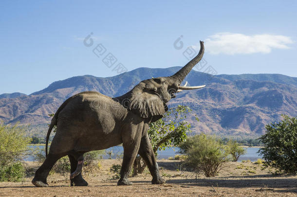 非洲象山同步