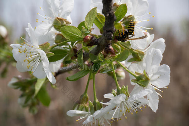 樱桃树上的黄蜂