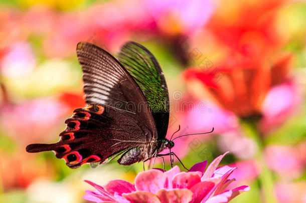 花园里，蝴蝶站在五颜六色的粉红色<strong>秋菊</strong>上