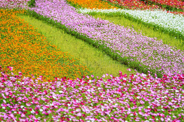 花园里五颜六色的粉红色秋菊