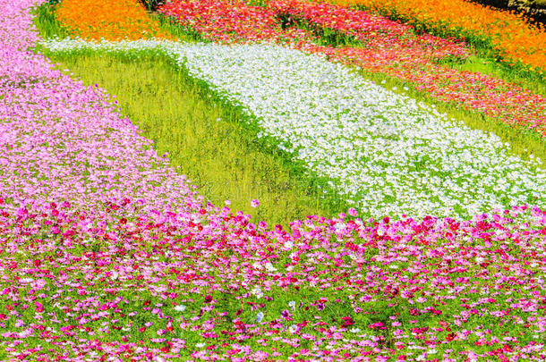 花园里五颜六色的粉红色<strong>秋菊</strong>