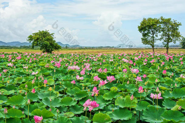 越南旅游，湄公河三角洲，荷塘