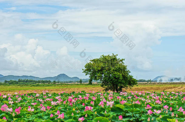 越南旅游，湄公河三角洲，荷塘