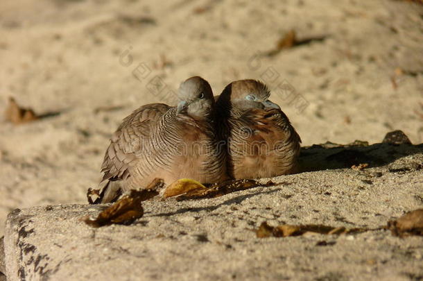 马达加斯加斑鸠