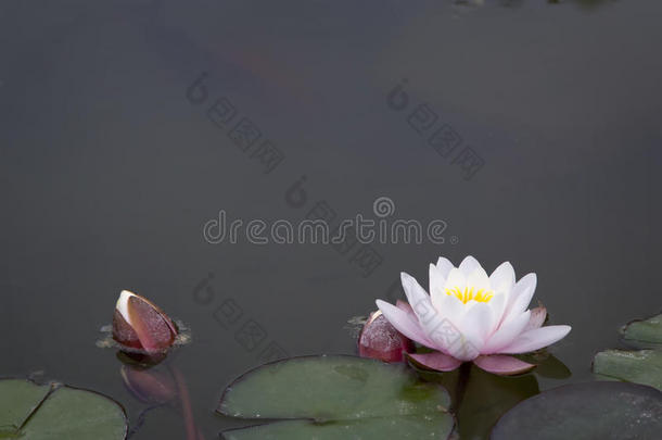 池塘里美丽的粉红色睡莲