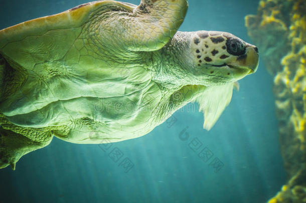 巨大的海龟在海底游泳