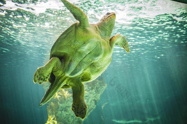 巨大的海龟在海底游泳