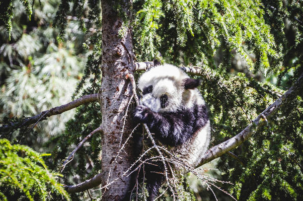 美丽的熊猫在树上玩耍