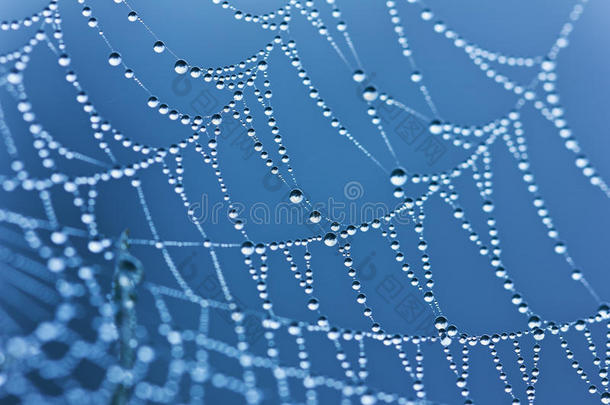 雨后有水滴的蜘蛛网或蛛网