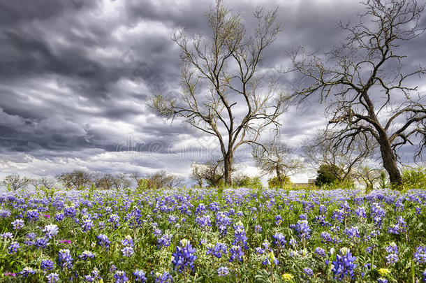 <strong>德克萨斯州</strong>丘陵地区的蓝帽花