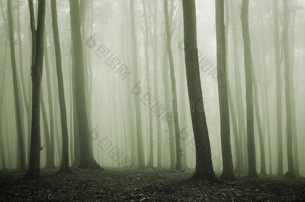 神秘森林中的绿雾