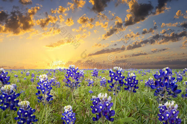 德克萨斯州丘陵地区的蓝帽花