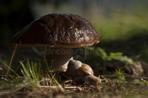 勃艮第蜗牛和蘑菇