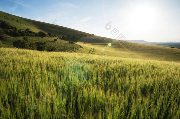 夏季阳光明媚的傍晚，美丽的风景麦田，加上镜头闪光滤光片