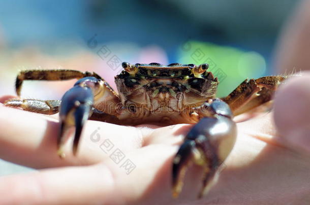 手上的小螃蟹