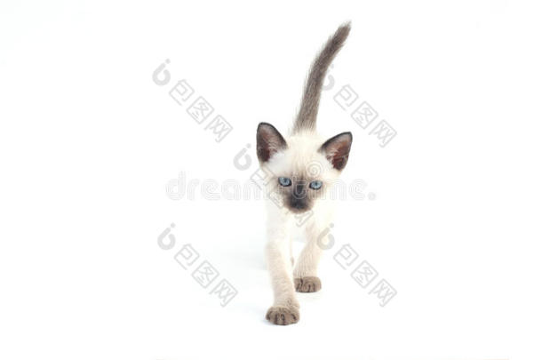 泰国小<strong>猫</strong>是一种传统的或老式的<strong>暹罗猫</strong>