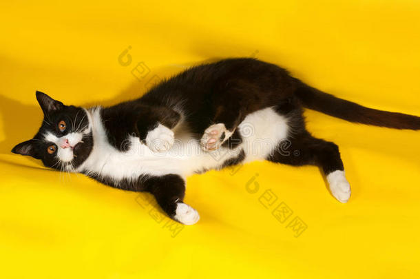 <strong>黑白</strong>相间的猫躺在<strong>黄</strong>色的地上