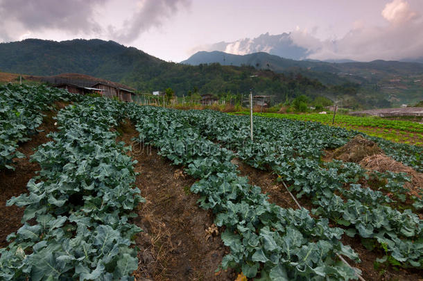 马来西亚沙巴昆达桑，背景为基纳巴鲁山的卷心菜菜地