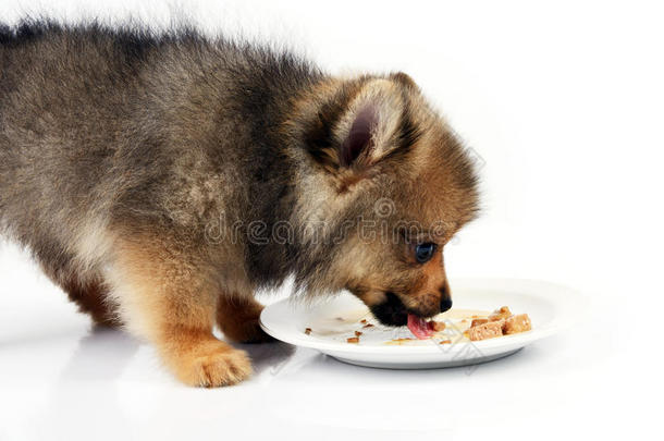 小狗喜欢吃东西。