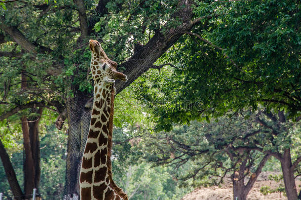 美丽的长颈鹿在树上<strong>吃东西</strong>