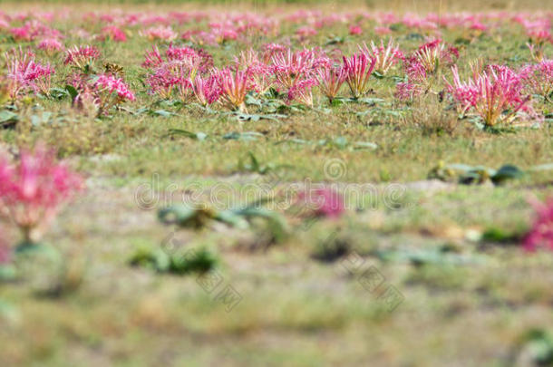 粉红色野花地毯