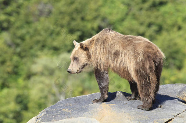 站在岩壁上的棕熊