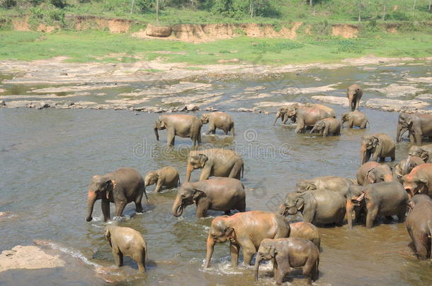 河里的大象