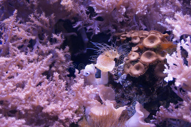 紫色水下海洋生物
