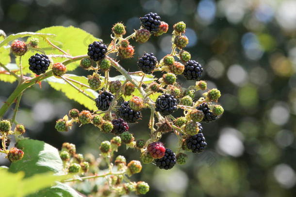 喜马拉雅山黑莓-美国悬钩子